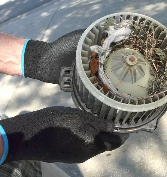 About Air Duct Mice Removal in Spokane, WA